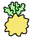 starfruit